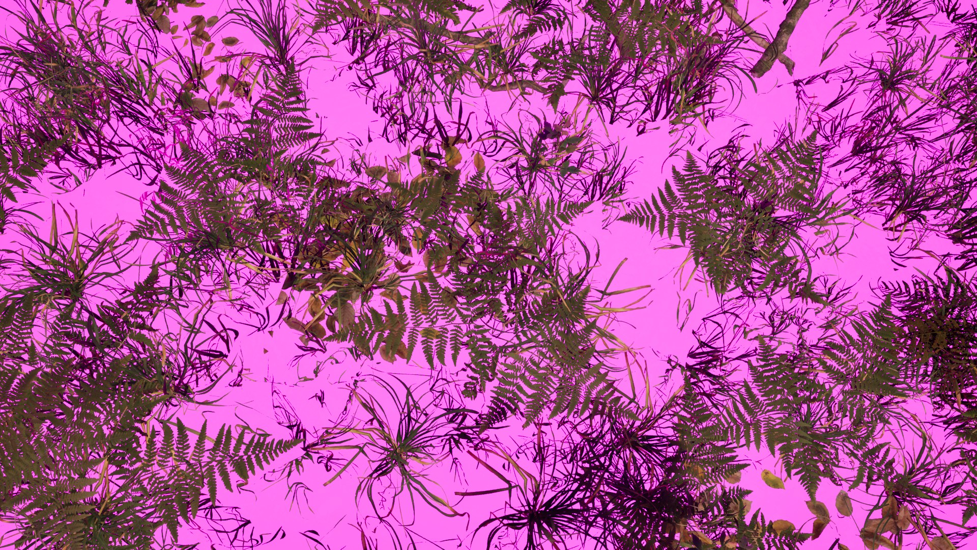 Earlier diagnostic image with a temporary magenta ground surface visible behind grass and ferns