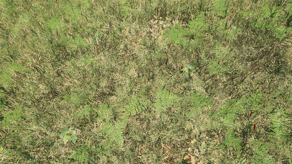 Current 75-degree meadow depth overlay with dense grass and ferns and small red marks indicating visible ground
