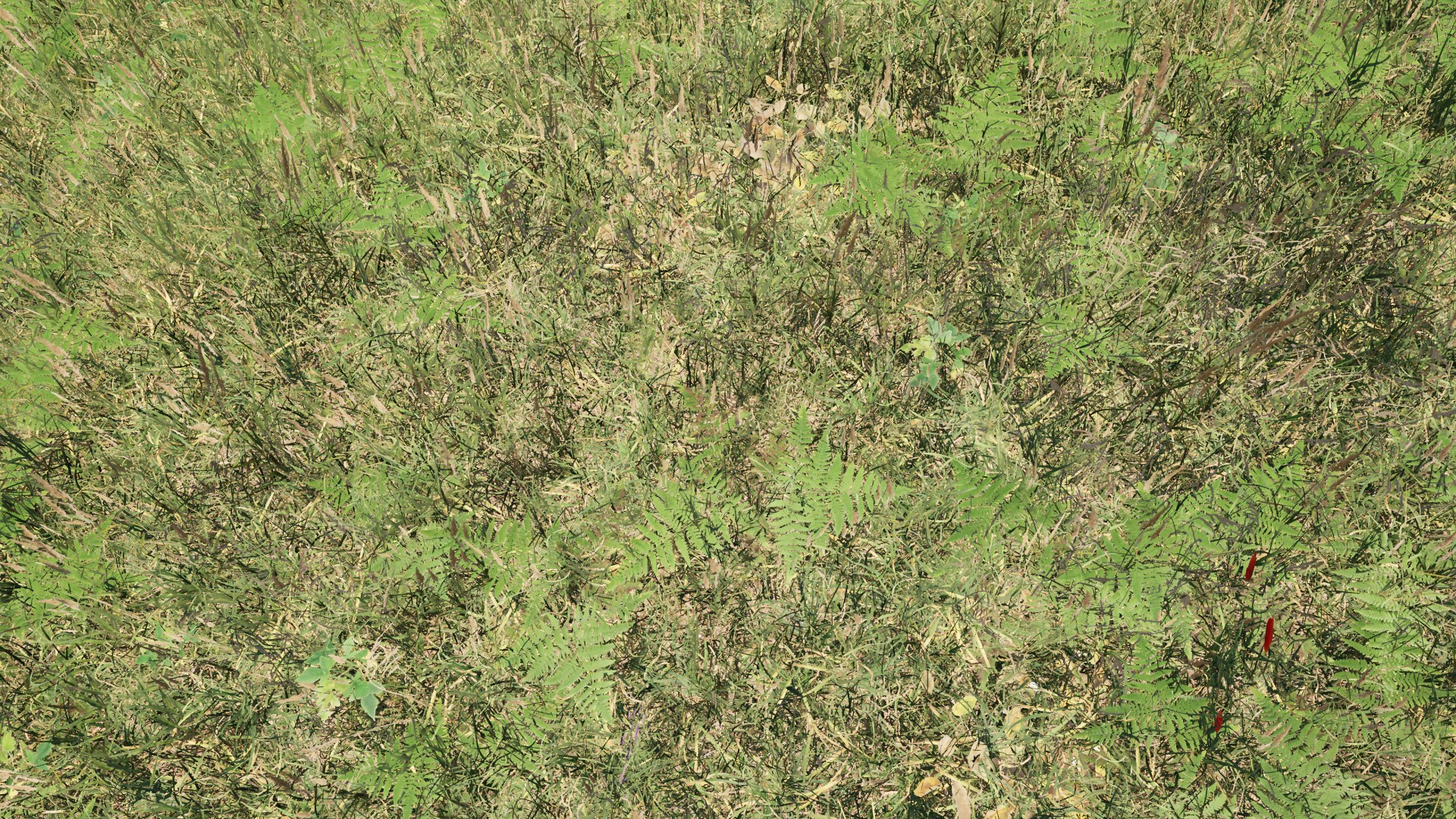 Close-up of layered meadow grass, ferns and small plants in a controlled Hearth and Fortune editor run